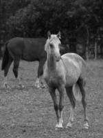 cavalos e potros na alemanha foto