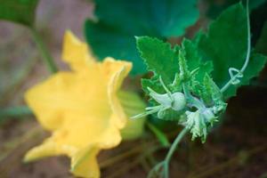 conceito de agricultura de abóbora e flor de abóbora foto