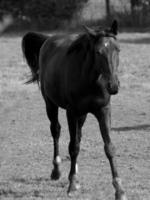 cavalos dentro Alemanha foto