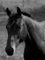 cavalos dentro Alemanha foto