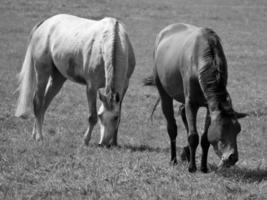 cavalos em Prado dentro Alemanha foto