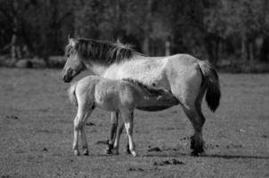 cavalos dentro Alemanha foto