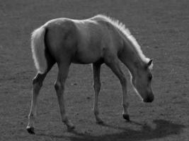 cavalos dentro Alemanha foto