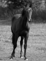 cavalos dentro Alemanha foto