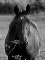 cavalos dentro Alemanha foto