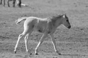 cavalos dentro Alemanha foto