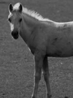 cavalos dentro Alemanha foto