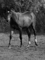 cavalos dentro Alemanha foto