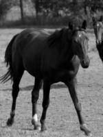 cavalos dentro Alemanha foto