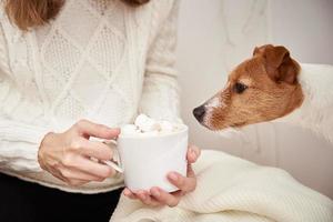 cão bebe da xícara de café com marshmallow nas mãos da mulher foto