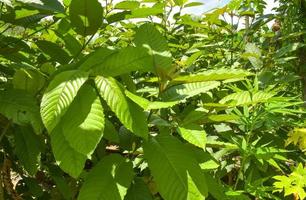 folhas de kratom de fazenda de ervas tailandesas verdes para a saúde foto