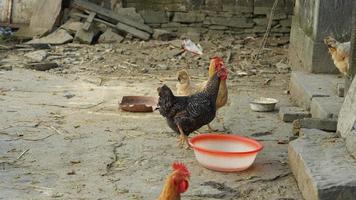 a visão de frango doméstico no quintal na china foto