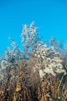 cana seca contra céu azul claro em dia ensolarado ao ar livre. abstrato natural em cores neutras. panículas de grama de pampas na moda mínimas. foco seletivo foto