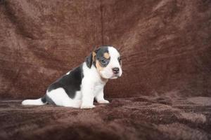 a aparência geral do beagle se assemelha a um foxhound em miniatura. beagles têm narizes excelentes. beagles são usados em uma variedade de procedimentos de pesquisa. beagles têm narizes excelentes. foto