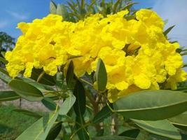 bela natureza com plantas selvagens que adornam foto