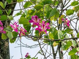 árvore de orquídea roxa, árvore de orquídea de hong kong, bauhinia roxa no jardim foto