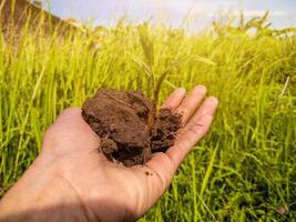 a mão de um jovem segurando o solo e plantando. contra um fundo de planta verde. luz solar. céu brilhante foto