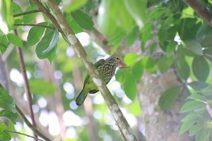 barbet alinhado entre as árvores foto