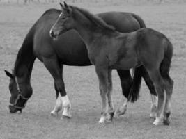 cavalos em um prado alemão foto