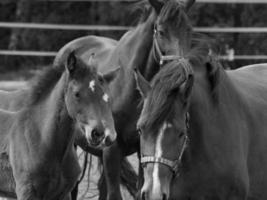 cavalos em um prado alemão foto