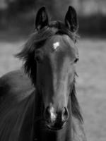 cavalos dentro Alemanha foto