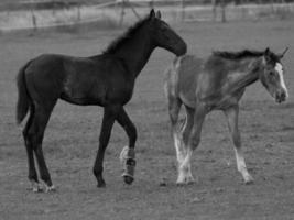 cavalos em um prado alemão foto