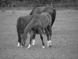 cavalos e potros na alemanha foto