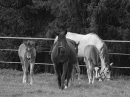 cavalos em um prado alemão foto