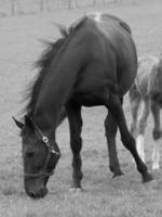 cavalos em um prado alemão foto