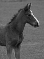 cavalos em um prado alemão foto