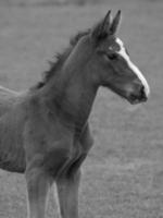 cavalos em um prado alemão foto