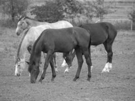 cavalos e potros na alemanha foto