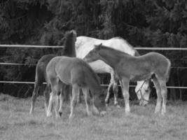 cavalos em um prado alemão foto