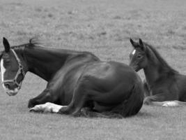 cavalos em um prado alemão foto