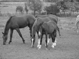 cavalos dentro Alemanha foto