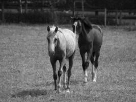 cavalos dentro Alemanha foto