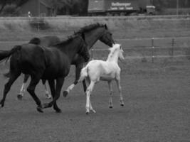 cavalos e potros na alemanha foto