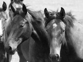 cavalos dentro Alemanha foto