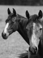 cavalos dentro Alemanha foto