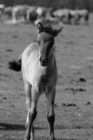 cavalos dentro Alemanha foto