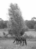 cavalos dentro Alemanha foto