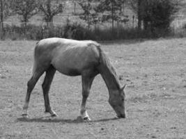 cavalos dentro Alemanha foto