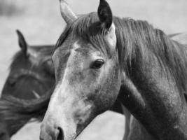 cavalos dentro Alemanha foto