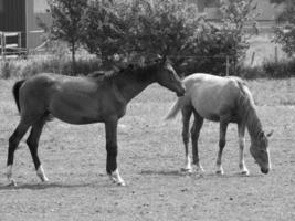 cavalos dentro Alemanha foto