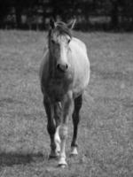 cavalos dentro Alemanha foto