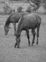 cavalos dentro Alemanha foto