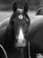 muitos cavalos dentro Alemanha foto