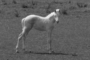 muitos cavalos dentro Alemanha foto