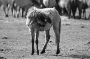 muitos cavalos dentro Alemanha foto