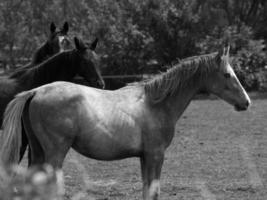 muitos cavalos dentro Alemanha foto